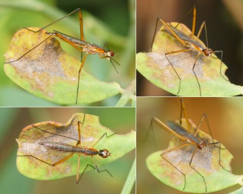 Micropeza grallatrix